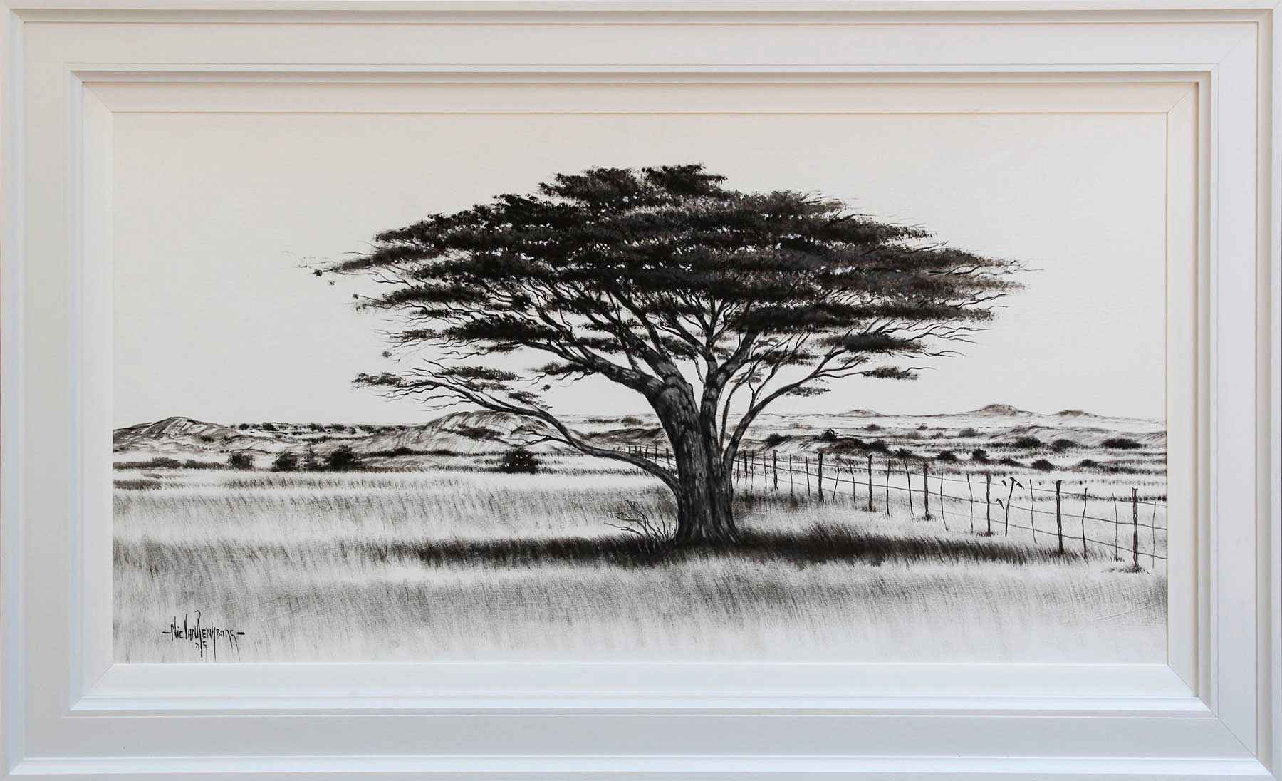 IMG_1331_429_14136_60x120_AcaciaTree_NicVanRensburg_AFR